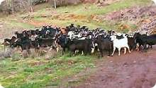 Goat Cattle