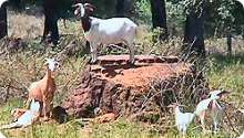 Goat Livestock