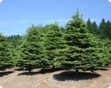 Noble Christmas Trees